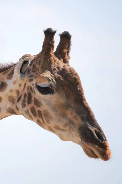 Giraffenkopf aus nächster Nähe — Stockfoto