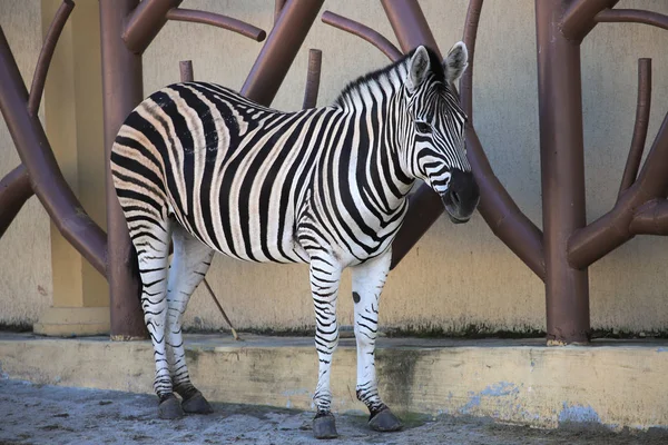 Zebra i zoologisk have - Stock-foto