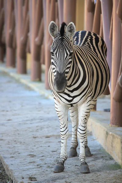 Zebra i zoologisk have - Stock-foto
