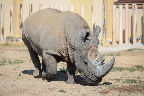 Nashorn im Zoo — Stockfoto