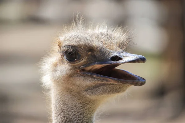 Африканский портрет страуса — стоковое фото
