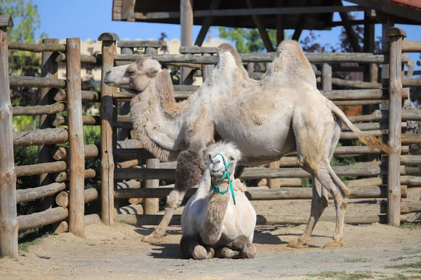 Camello bactriano en el zoológico — Foto de Stock