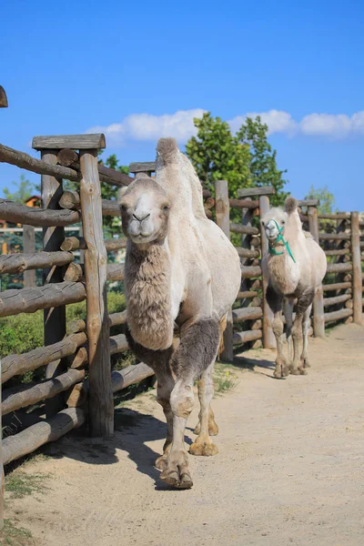 Camello bactriano en el zoológico — Foto de Stock