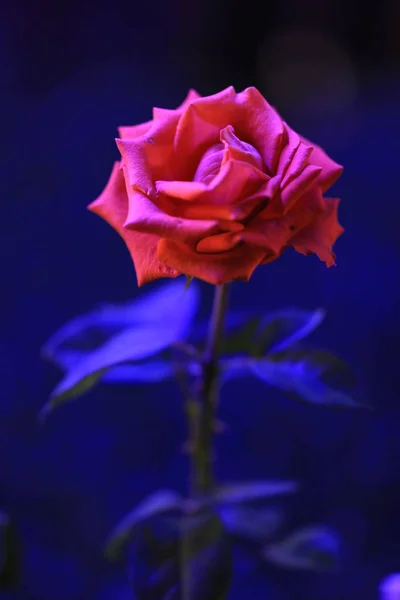 Beautiful Red Rose Night — Stock Photo, Image
