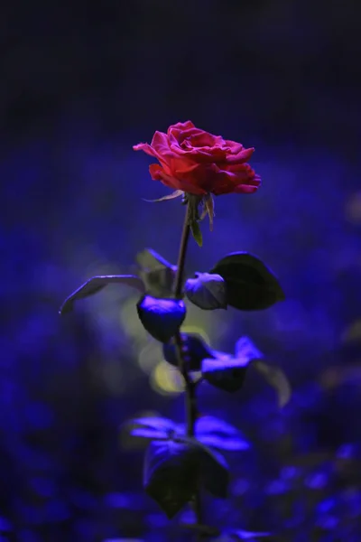 Beautiful Red Rose Night — Stock Photo, Image