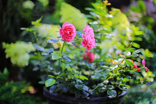 Czerwone róże w kwietniowych — Zdjęcie stockowe