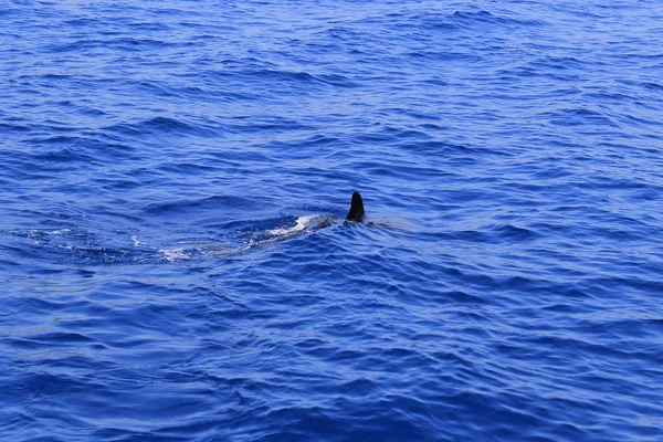 Dolphin Fin Dolphin Fin Water Sea Blue Ocean Wave Waves — Stock Photo, Image