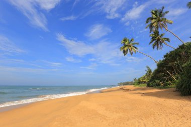 Sri Lanka'da vahşi tropikal plaj ve okyanus