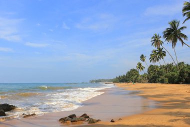 Sri Lanka'da vahşi tropikal plaj ve okyanus