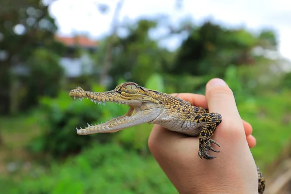 Bebis Krokodil Mänskliga Händer — Stockfoto