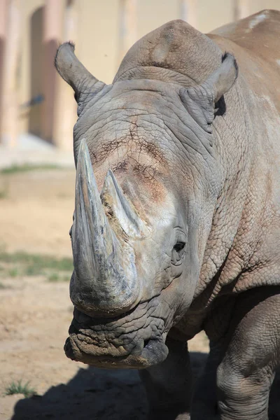 Rhinoceros in the zoo — Stock Photo, Image