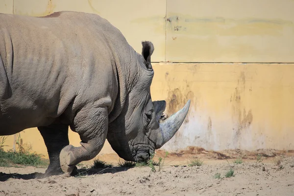 Nashorn im Zoo — Stockfoto