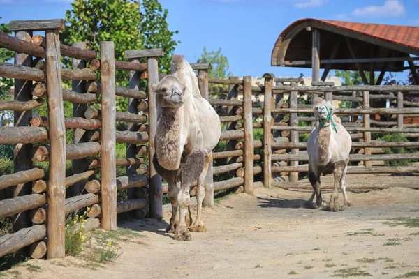 Bactrian Camel i zoologisk have - Stock-foto