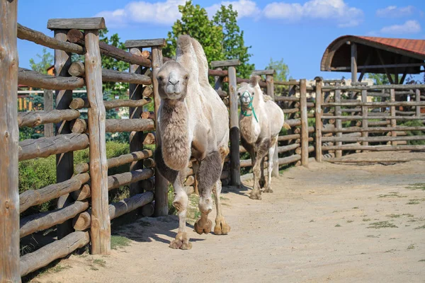 Bactrian Camel i zoologisk have - Stock-foto