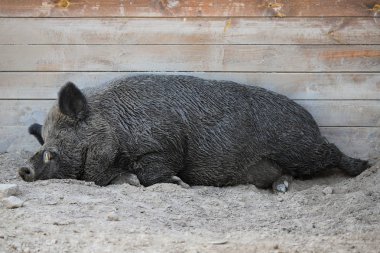 Karanlık domuz hayvanat bahçesinde kumda uyur