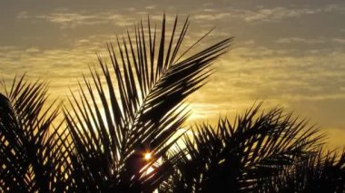 Tropikal gündoğumu arka plan yakın