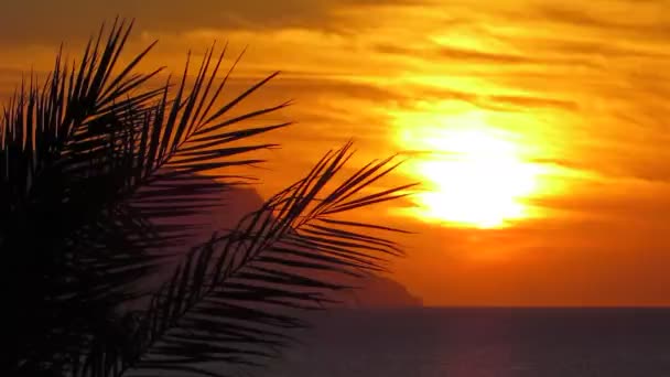 熱帯の夕焼けの背景クローズアップ — ストック動画