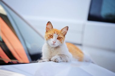 Arabada komik kızıl kedi