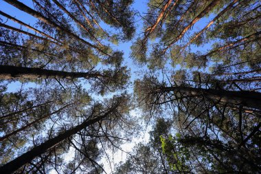 Çam ağacıyla kozalaklı ormanı araştırıyorum. 