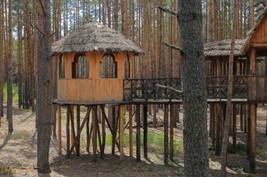 Ormandaki ağaçlı eski ahşap köprü