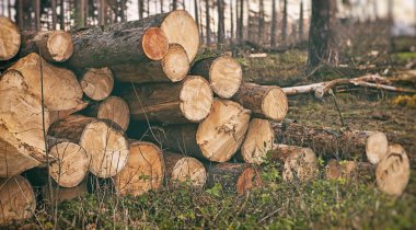 ormandaki çimlerin üzerine tahta sandıklar yığını