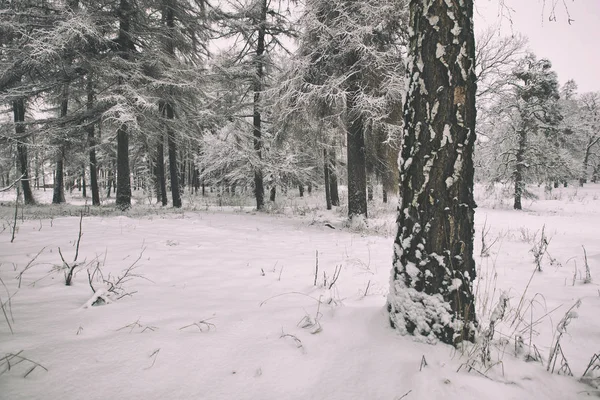 Vue Pittoresque Parc Hiver Avec Des Arbres Enneigés — Photo