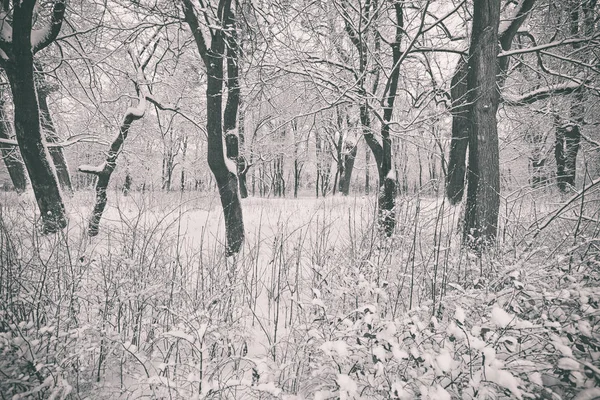 木が雪で冬の公園の美しい景色に覆われています — ストック写真