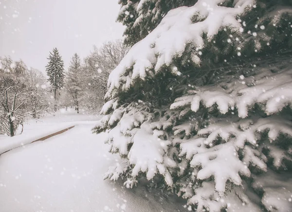 Bellissimo Clima Innevato Parco Invernale Verdeggianti Ricoperti Neve — Foto Stock