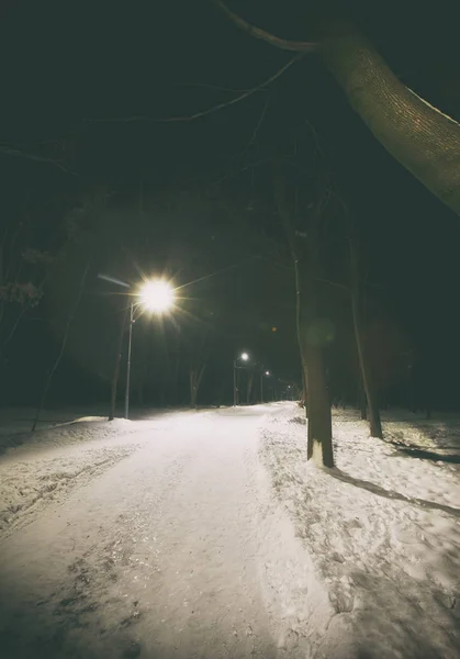 Den Ensam Vinter Parken Med Träd — Stockfoto