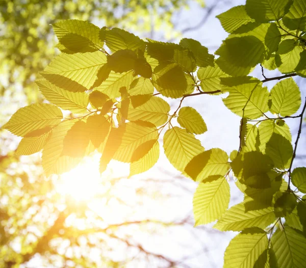 Foglie Verdi Sullo Sfondo Della Foresta Nella Giornata Sole — Foto Stock