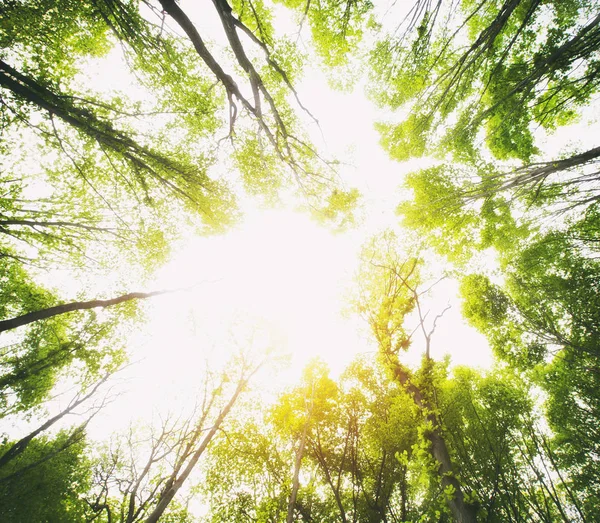 Pięknej Przyrody Lesie Rano — Zdjęcie stockowe