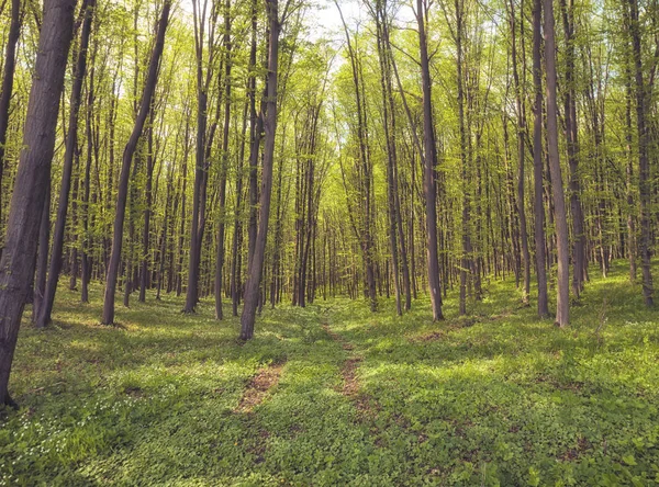 Krásná Příroda Lese Ráno — Stock fotografie