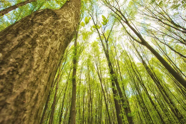 Vackra Naturen Skogen Morgon — Stockfoto