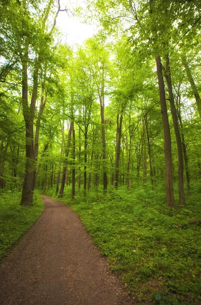 Schöner Morgen Grüner Wald — Stockfoto