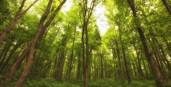 Vacker Morgon Grön Skog — Stockfoto