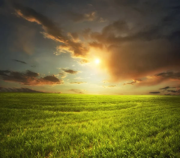 Belo pôr do sol acima do campo verde — Fotografia de Stock