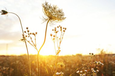 Gün batımında güzel alan ve f farklı kır çiçekleri