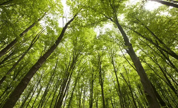 Hermoso bosque verde mañana — Foto de Stock