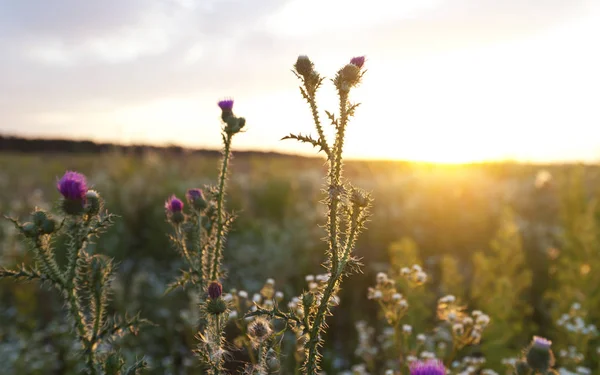 Het mooie veld op de zonsondergang en verschillende wilde bloemen in f — Stockfoto