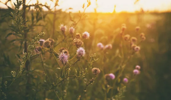 Het mooie veld op de zonsondergang en verschillende wilde bloemen in f — Stockfoto