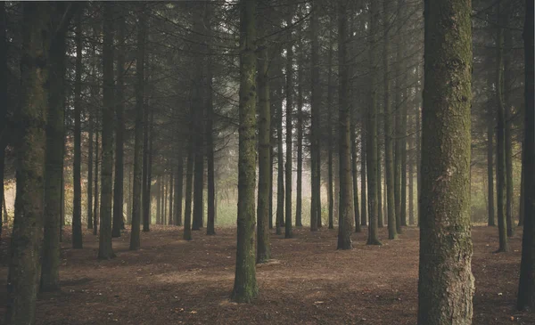 Krásný Podzimní Park Spoustou Stromů — Stock fotografie