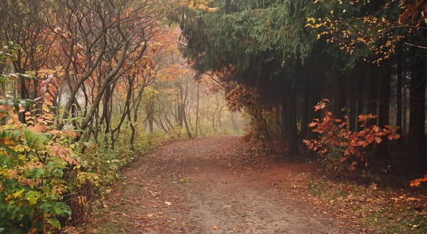 The beautiful avenue in the autumn park with a lot of trees and — Stock Photo, Image