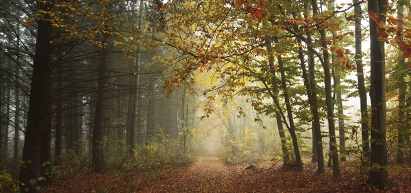 La hermosa avenida en el parque de otoño con un montón de árboles y —  Fotos de Stock