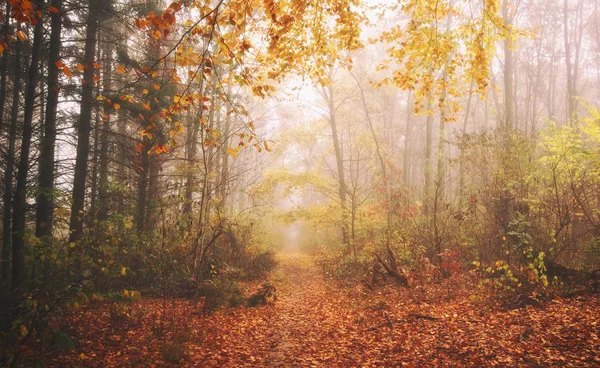 Jalan yang indah di taman musim gugur dengan banyak pohon dan — Stok Foto