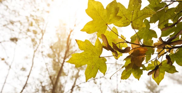 Le belle foglie di quercia gialla contro il sole — Foto Stock