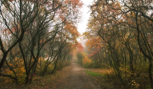 The beautiful avenue in the autumn park with a lot of trees and — Stock Photo, Image