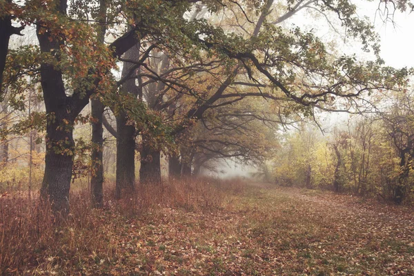 Η όμορφη λεωφόρο στο πάρκο φθινόπωρο με πολλά δέντρα και — Φωτογραφία Αρχείου