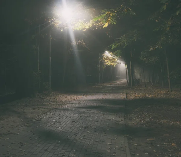 De mistige avond in het herfstpark — Stockfoto