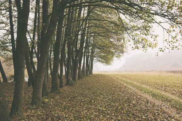 Strada di campagna nel prato e bosco da un lato nella nebbia — Foto Stock