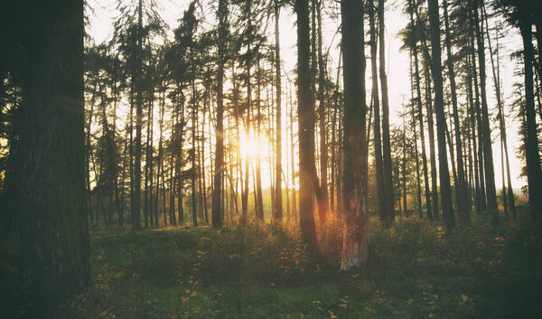 The beautiful morning in the misty autumn forest with sun rays